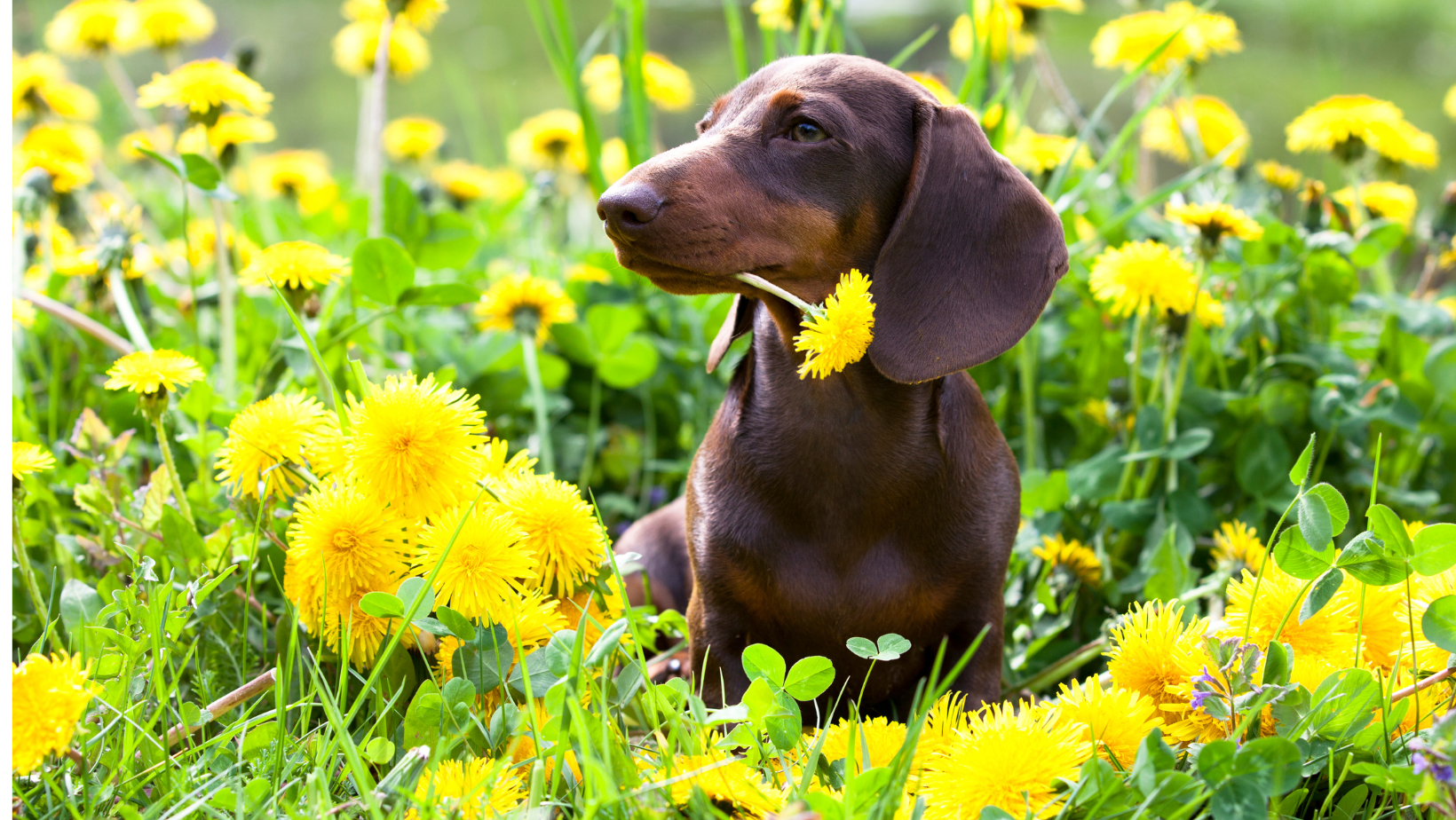 Breed Spotlight: Dachshund – Petzyo