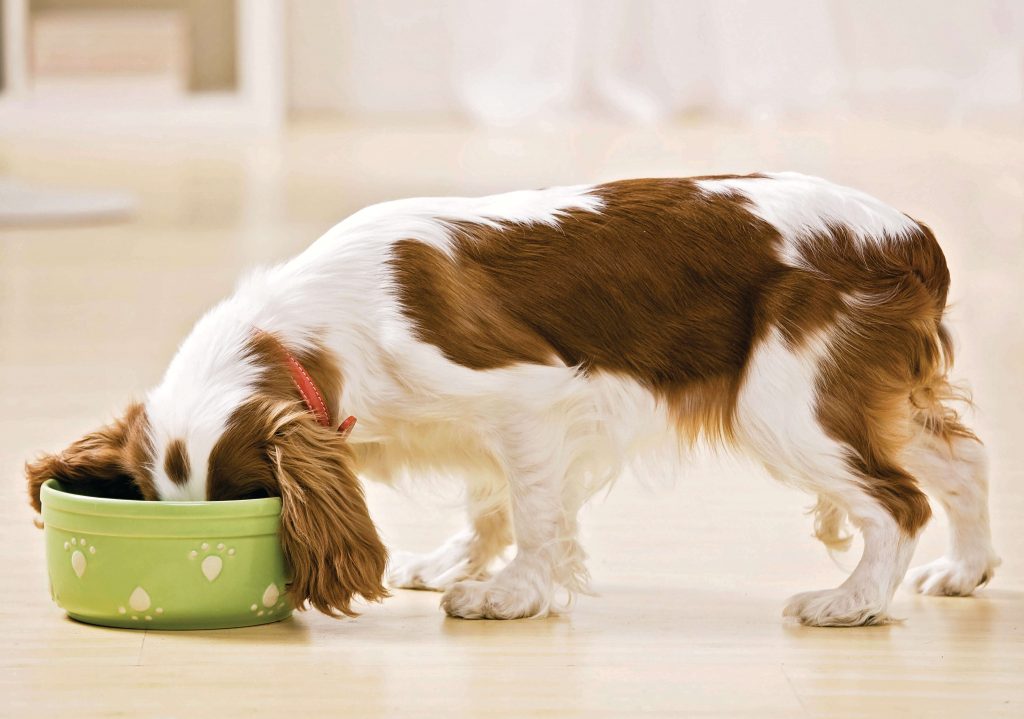 How to Choose the Best Food for Small Dogs