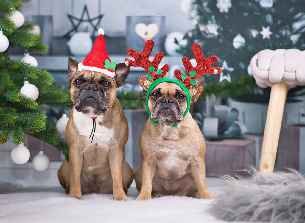 5 Must-Know Holiday Safety Tips for Dogs