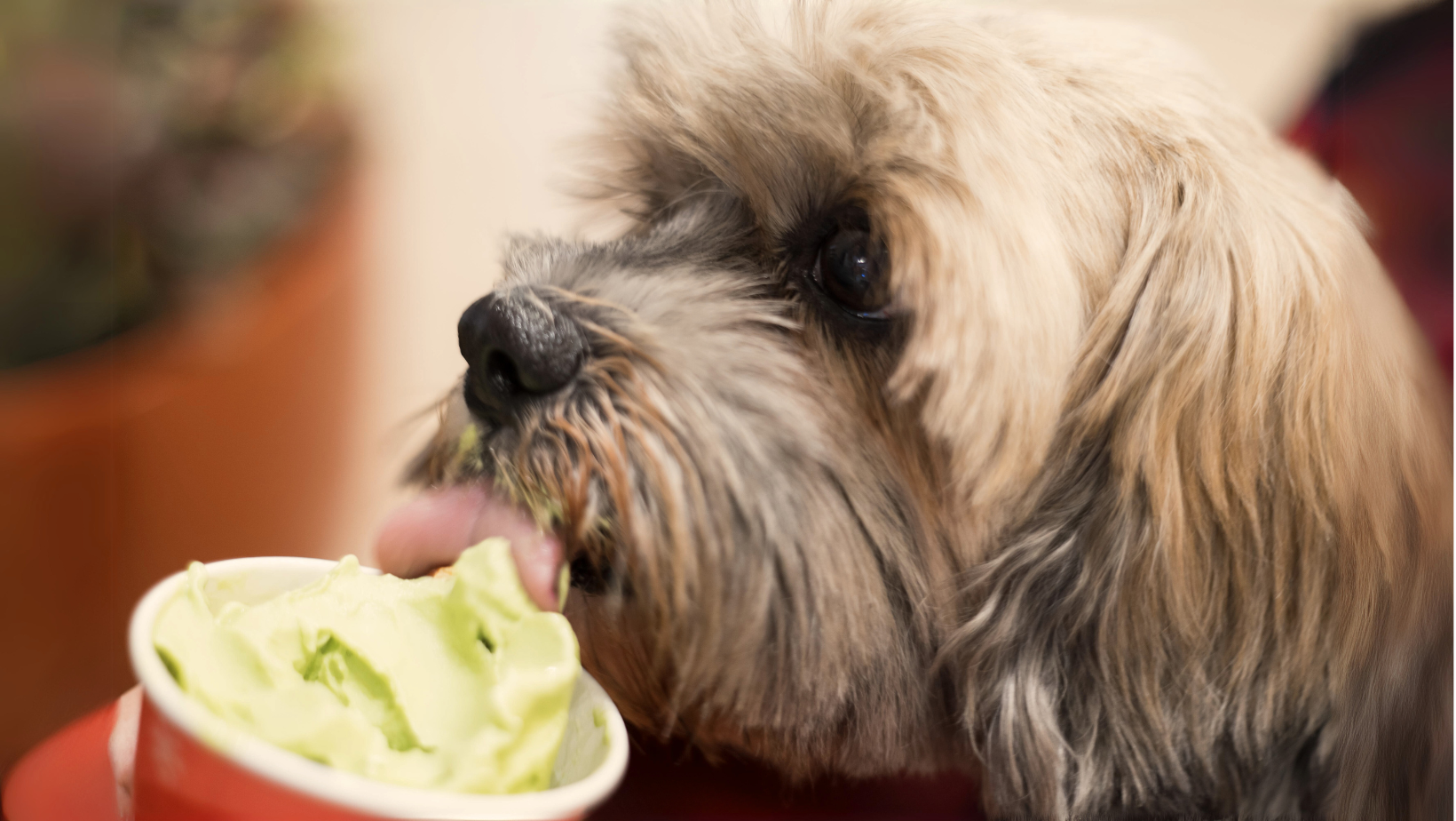 Dog eating clearance ice cream