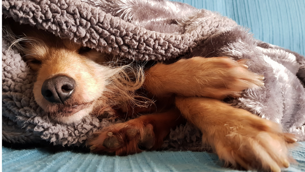 Everything Owners Need to Know About Hypothermia In Dogs