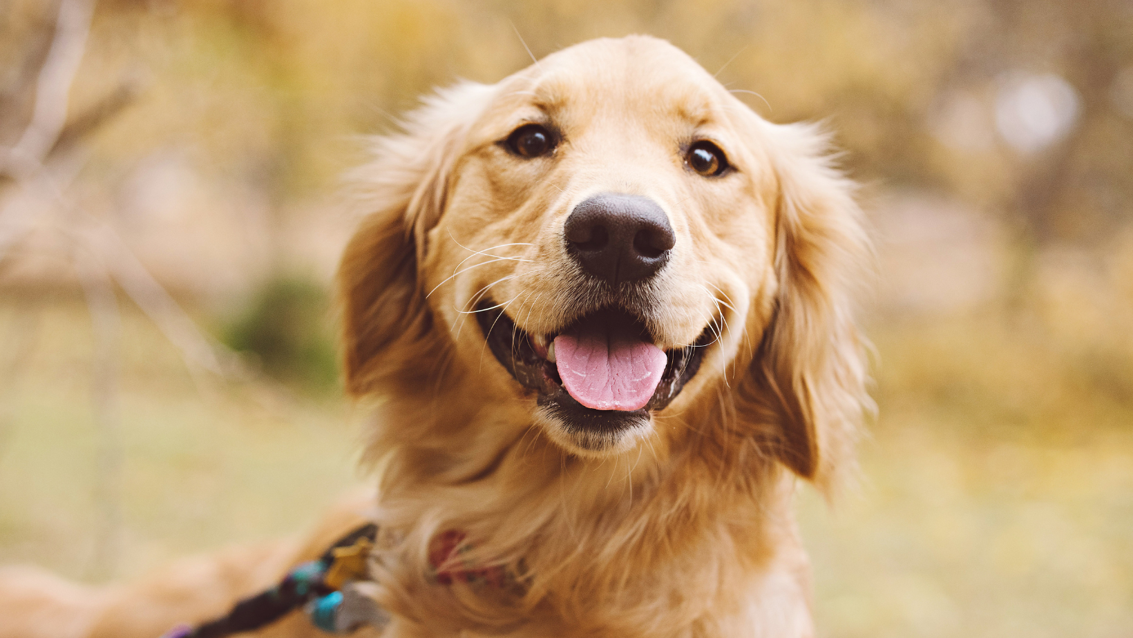 7 Amazing Things That Make Golden Retrievers Unique – Petzyo