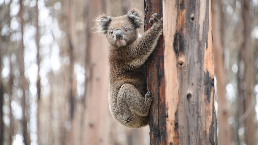 Protecting Australian Wildlife: When to step in and seek help