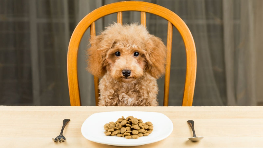 The 5 Dos and Don’ts of Homemade Dry Dog Food