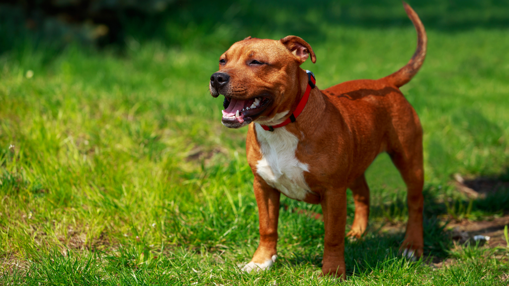 The Staffordshire Bull Terrier (Staffy): Solid Dogs with Solid Gold Hearts