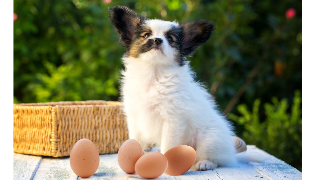 Can Dogs Eat Eggs? Discover Benefits & Recommendations
