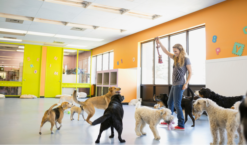Benefits of Doggy Daycare