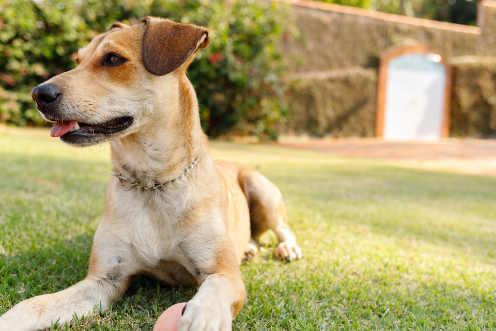 7 Reasons to Adopt a Dog