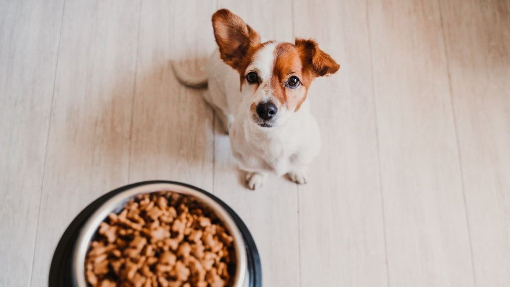 How Much Dry Food Should I Feed My Dog?