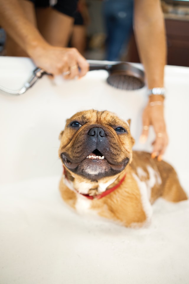 Good Dog Shampoo: Choosing the Right Product for Your Pooch