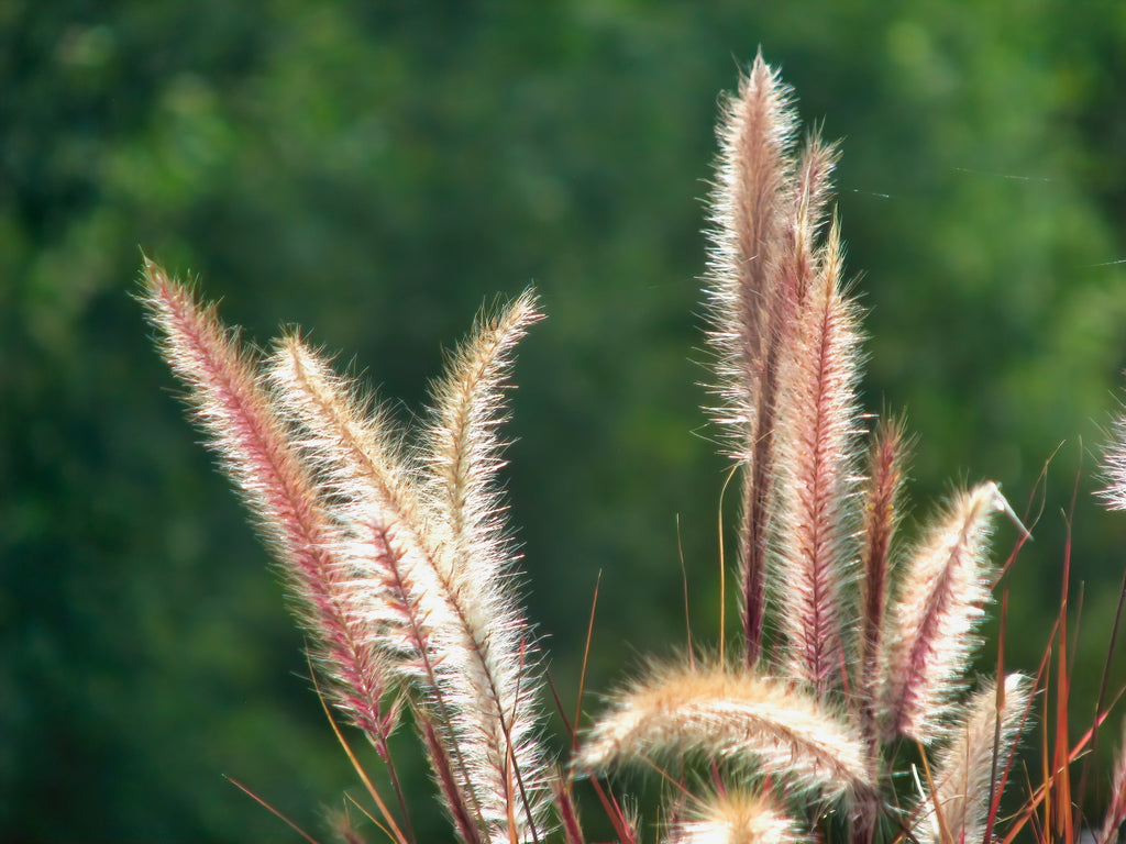 Foxtail Grass in Australia: What Every Dog Pawrent Needs to Know