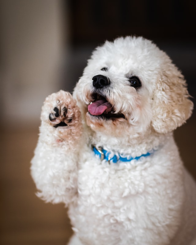 The Best Dog Nail Clippers for Your Dog
