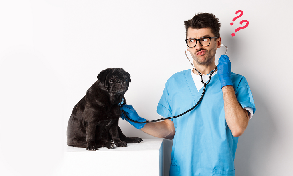 What is a specialist veterinarian?