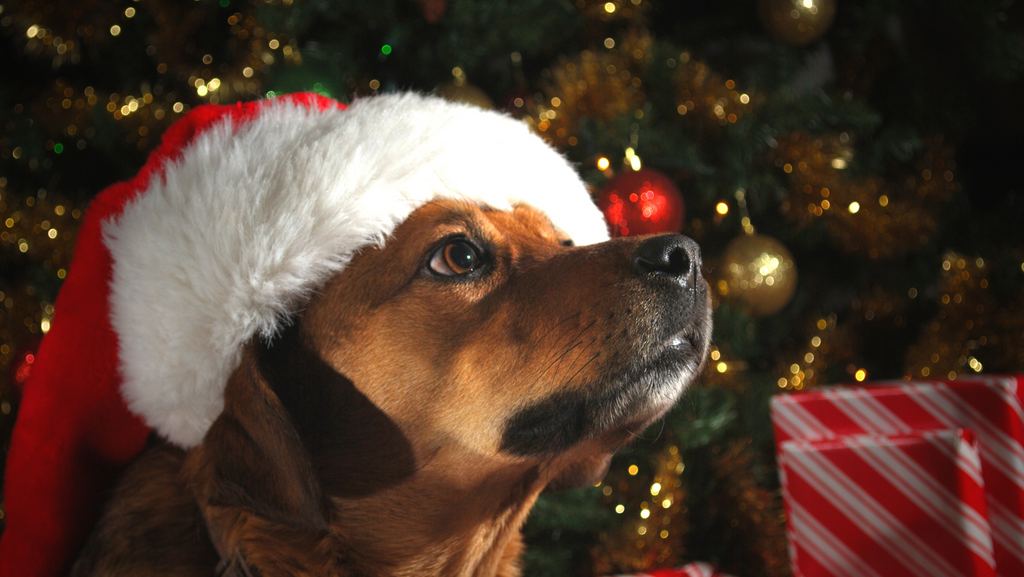 The Best Christmas Gifts for Dogs