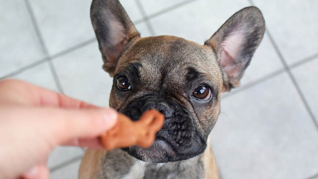 why do dogs like to hide their treats