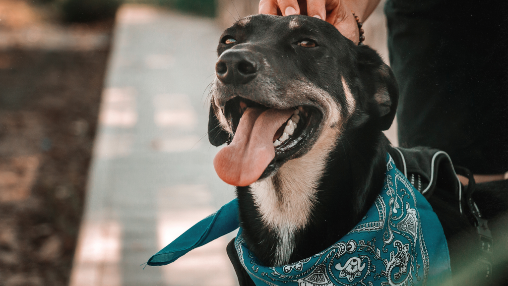 11 Must-Know Hacks for Dog Owners