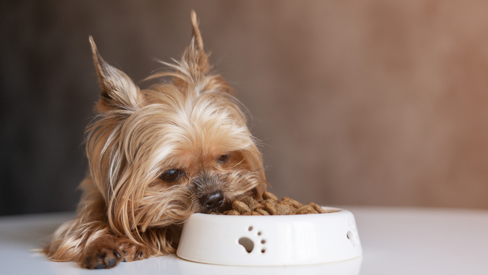 Best wet food for top dogs with kidney disease