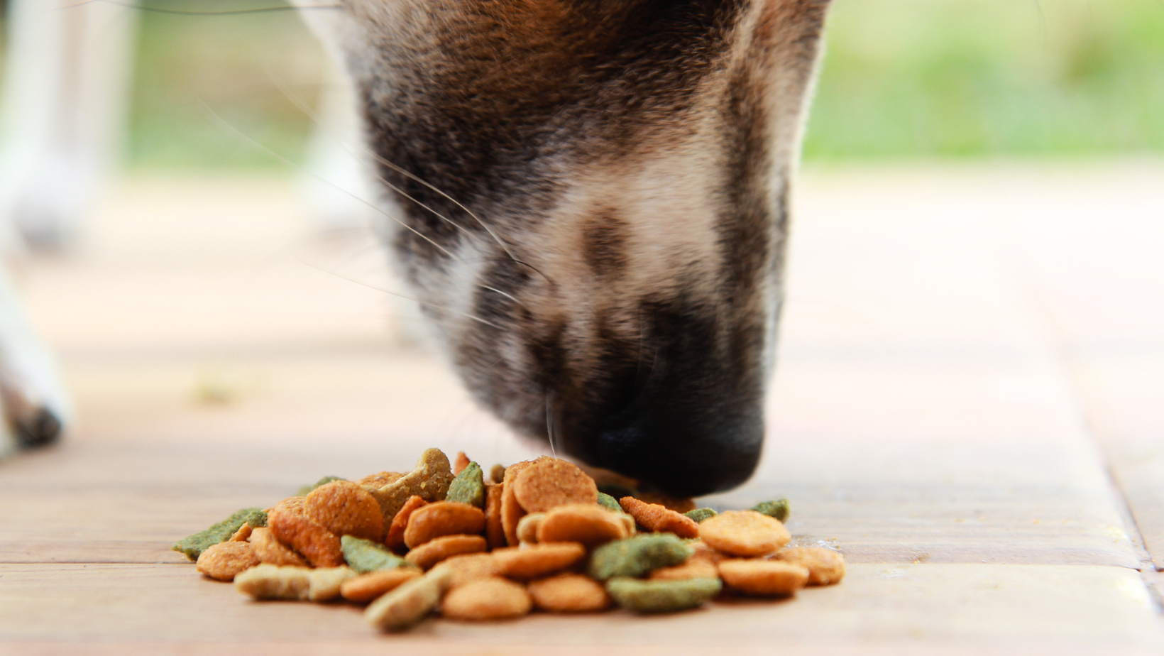 Dog Food Recalls in Australia What You Need to Know Petzyo