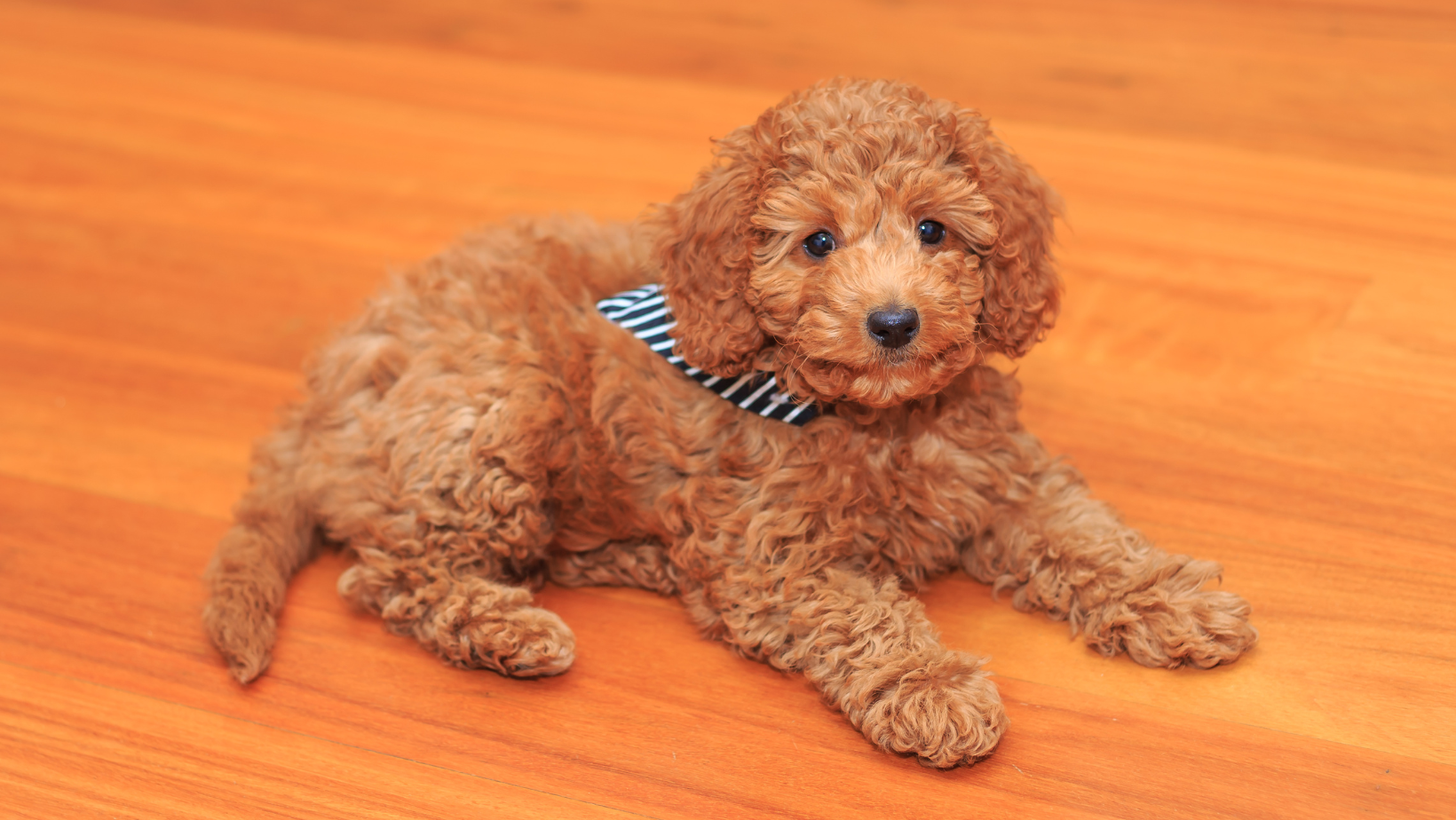 Do cavoodles shed 2024 hair