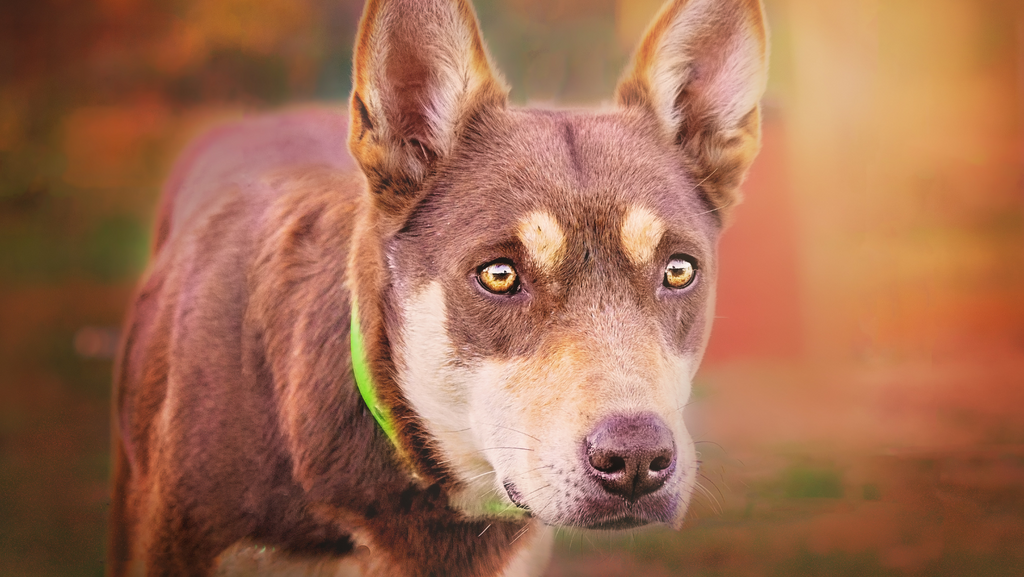 Breed Spotlight: The Australian Kelpie
