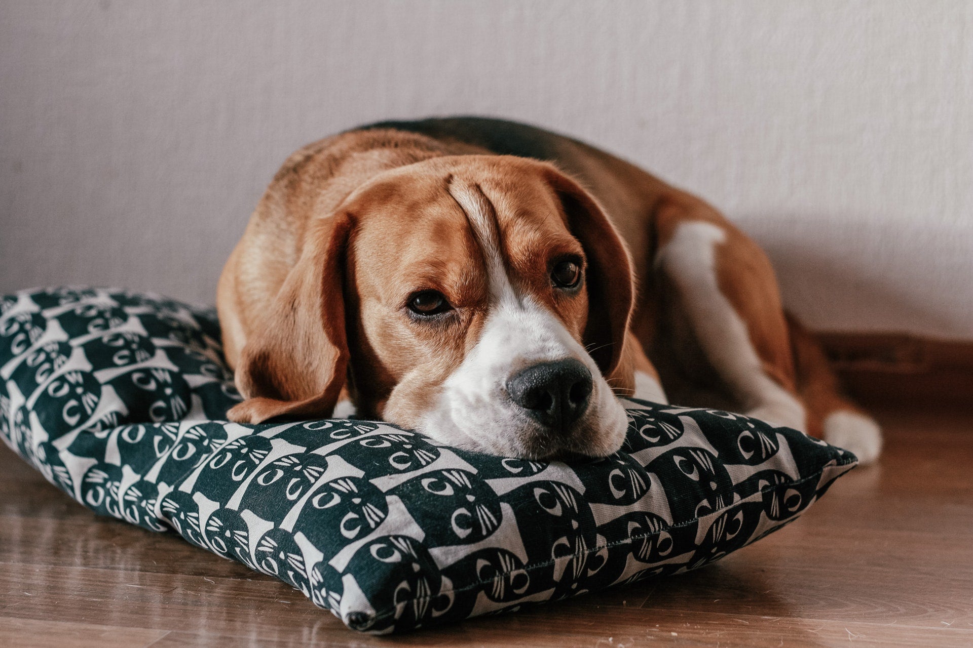 8 Ways to Keep Your Dog Busy While You're at Work 
