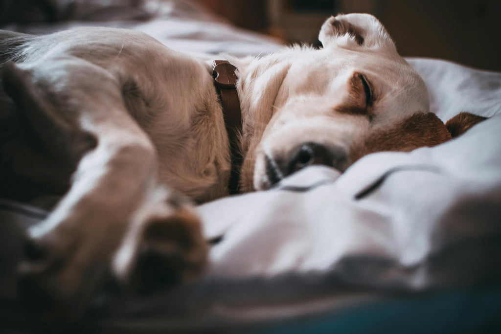 What Your Dog’s Sleeping Position Reveals About Them