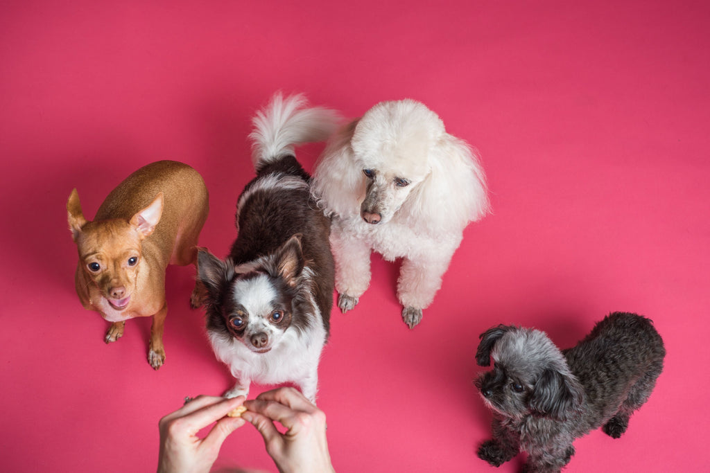Do It Yourself & Do It Safely Small Dog Grooming
