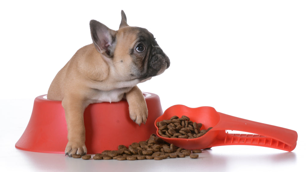 Is Premium Kibble Dog Food Better Than Regular Kibble?