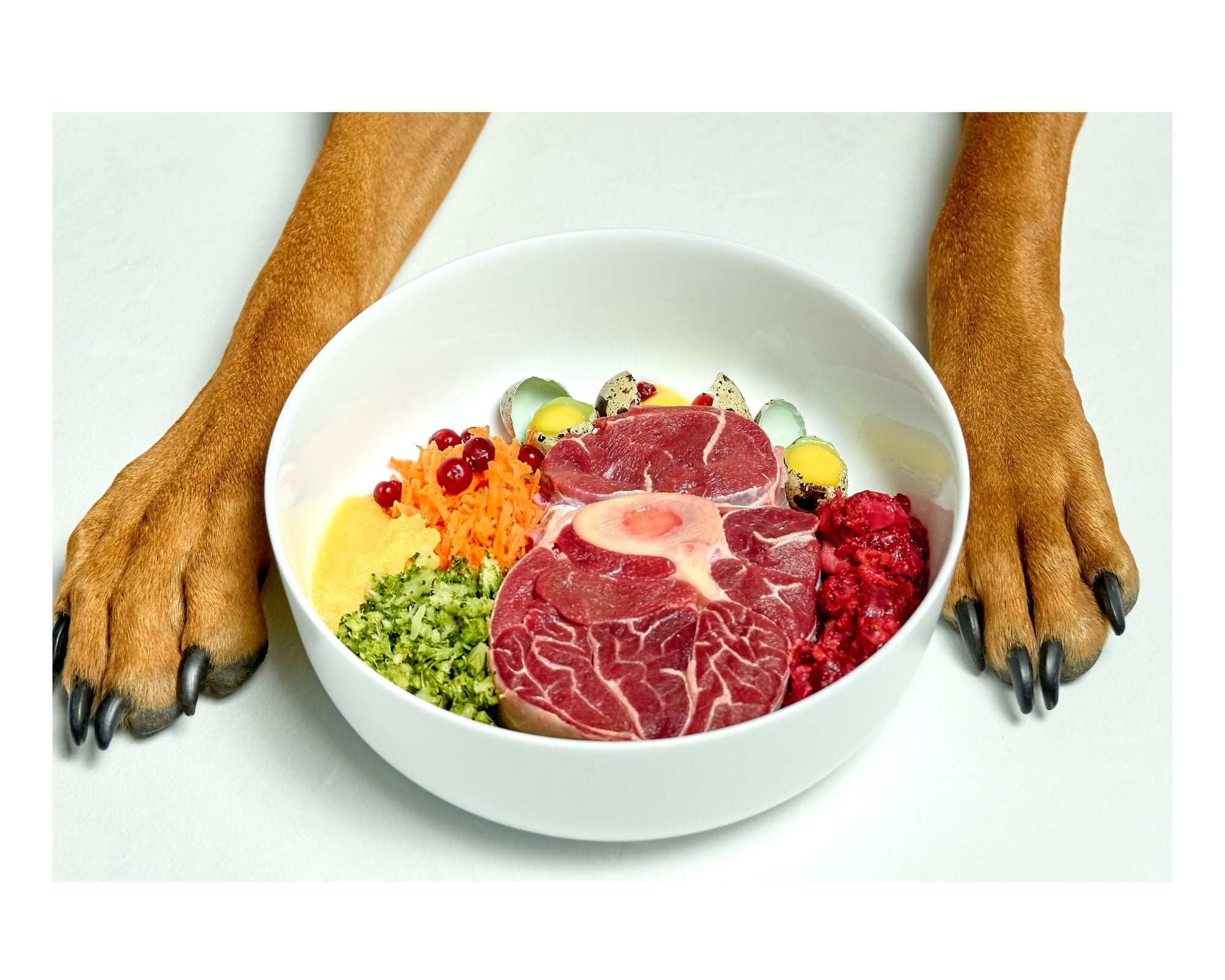 What Should You Feed Your Dog? Raw vs. Kibble