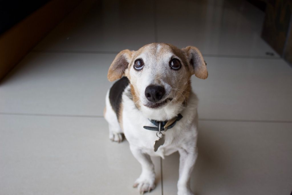 What to Look for in the Best Dry Dog Food for Senior Dogs