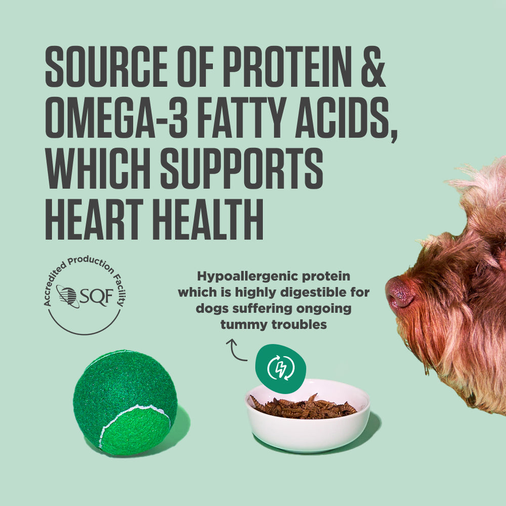 Benefits of Eco Woofer - BSFL with Superfood Extras