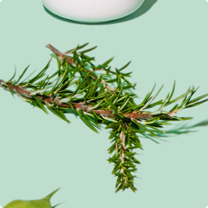 Rosemary