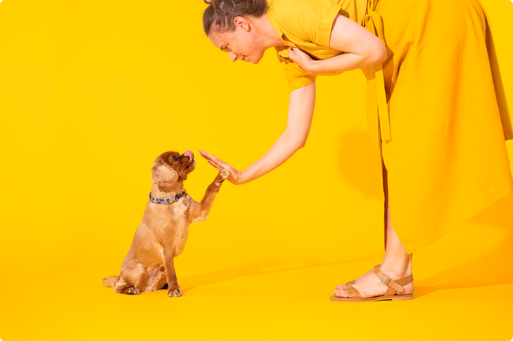 dog high-fiving a woman in yellow background