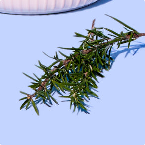 Rosemary