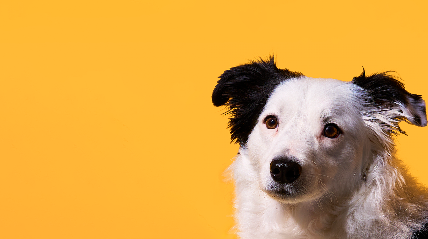 Real Food.
Real nutrition.
Vet-Approved.