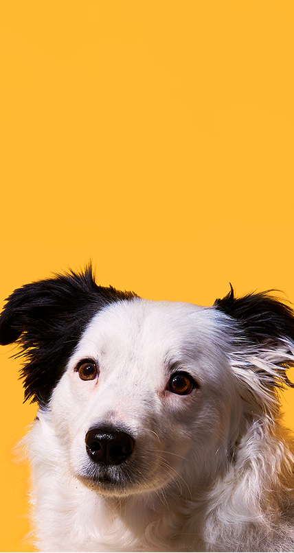 Real Food.
Real nutrition.
Vet-Approved.