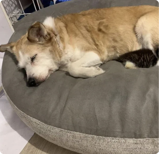 Dog taking a nap in his bed
