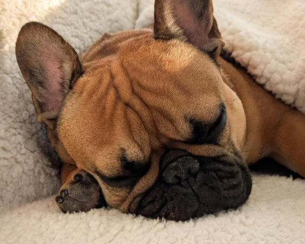 Adorable french bulldog lying on a white blanket with its head resting on its paws.