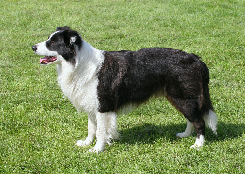 Border Collie