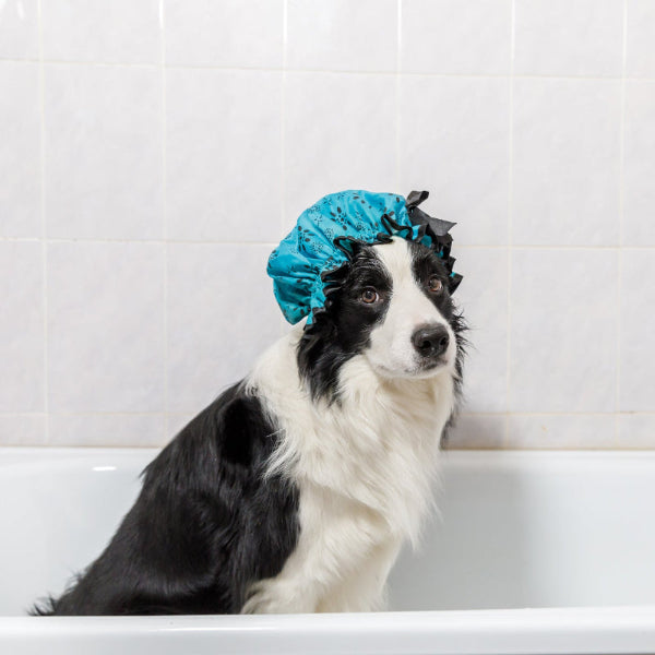 Border collie wearing blue bath cap in a bathtub