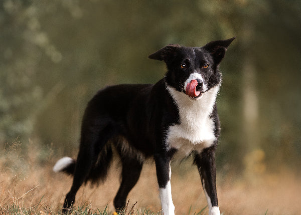 Black and white border collie