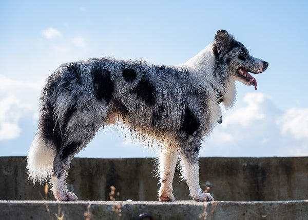 Blue Merley Border collie