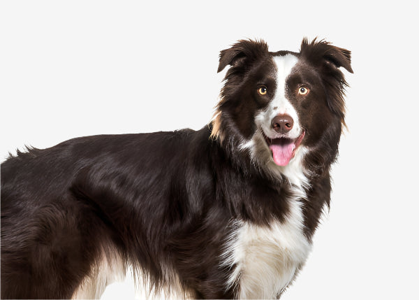 Chocolate and white border collie