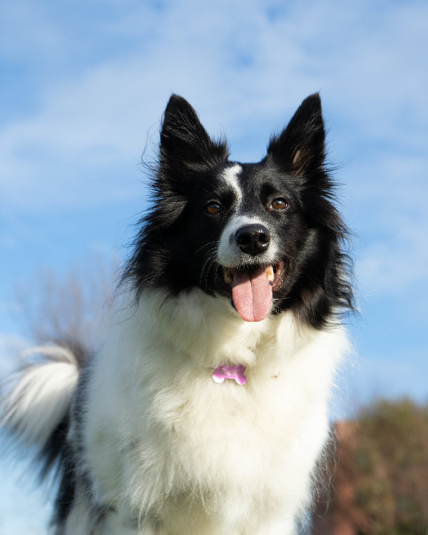 Smiling Border collie
