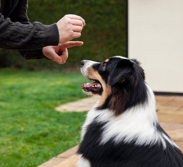 An owner training a border collie