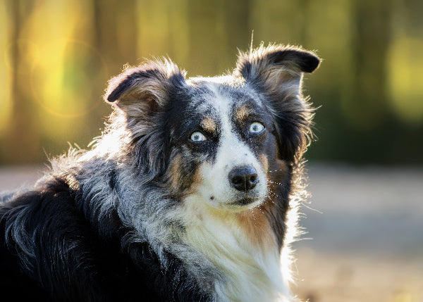 border collie tricolour