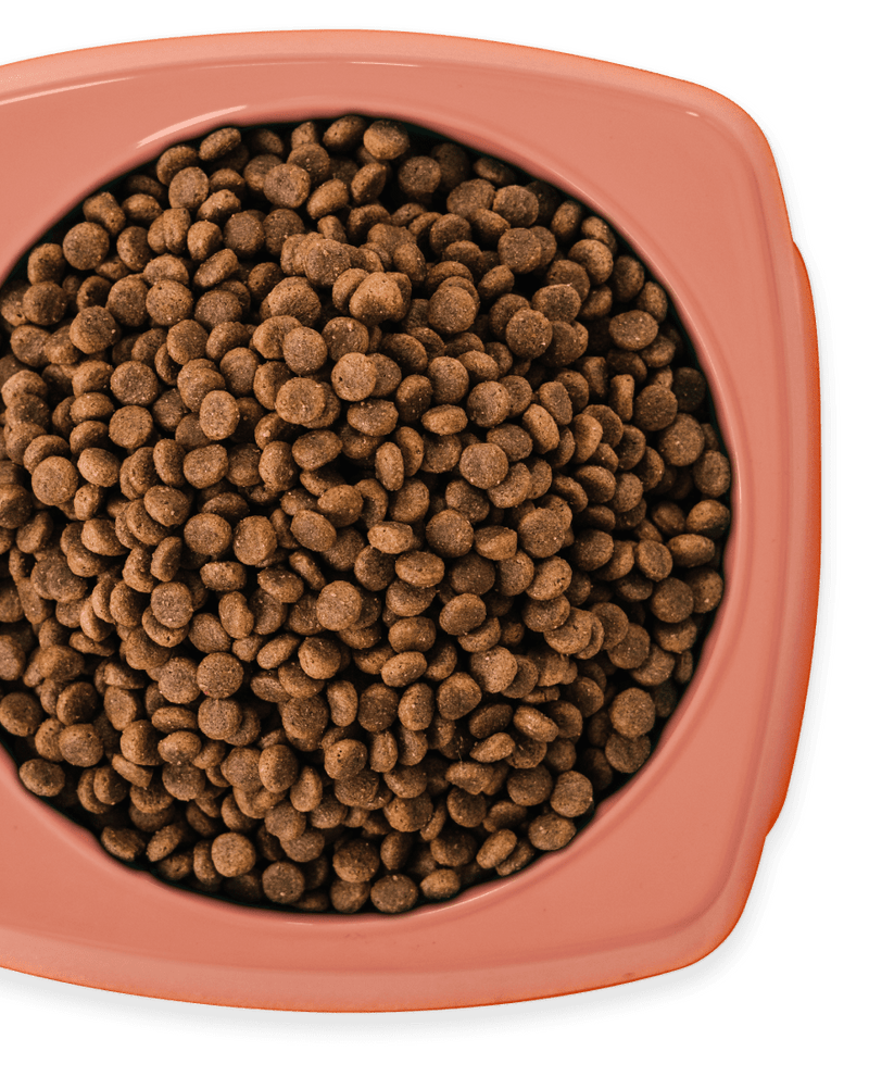 4kg of Kibble That Counts - Salmon and Ocean Fish with Green Lipped Mussels