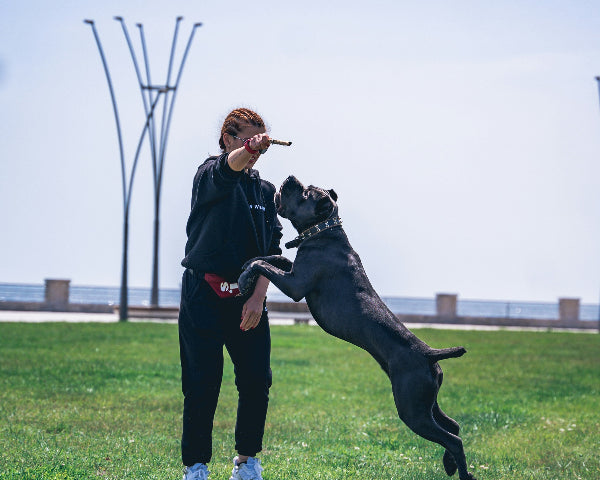 training a cane corse