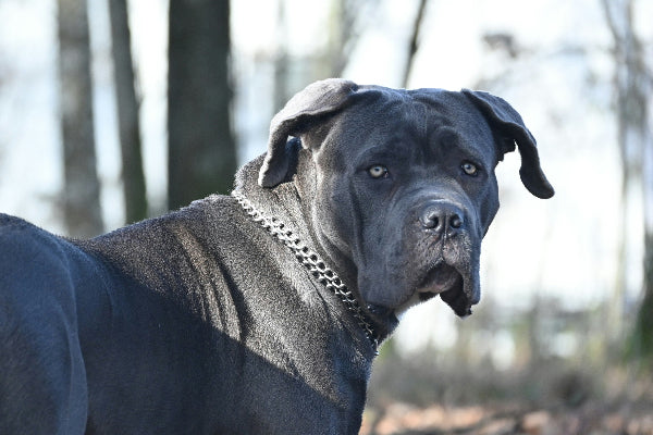 cane_corso_gray