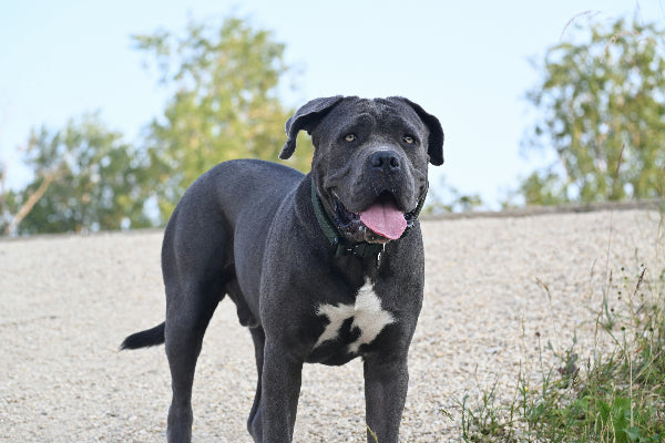 mixed coloured cane corso